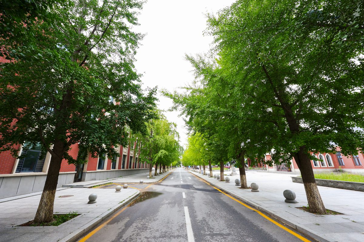 林荫路